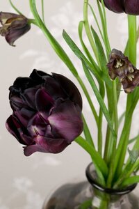 Tulp Black hero 5 bollen - afbeelding 2