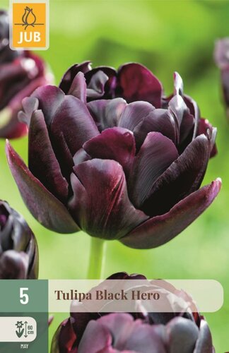 Tulp Black hero 5 bollen - afbeelding 1