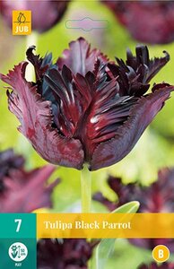 Tulp Black parrot 7 bollen - afbeelding 1