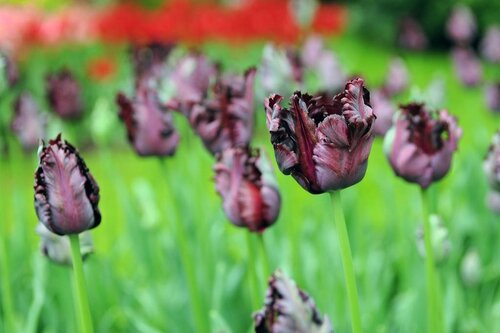 Tulp Black parrot 7 bollen - afbeelding 3