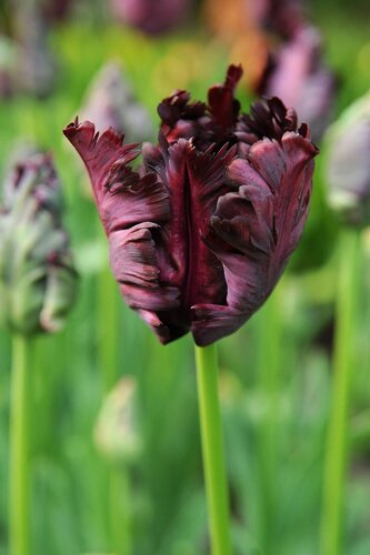 Tulp Black parrot 7 bollen - afbeelding 2