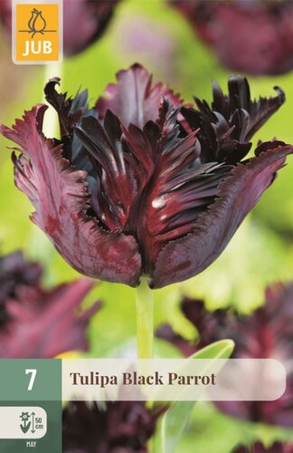 Tulp Black parrot 7 bollen - afbeelding 1