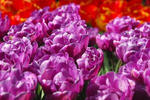 Tulp Blue diamond 7 bollen - afbeelding 2