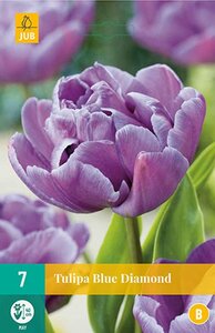 Tulp Blue diamond 7 bollen - afbeelding 2