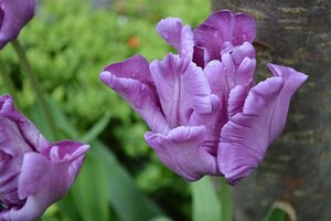 TULIPA BLUE PARROT