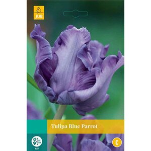 Tulp Blue parrot 5 bollen