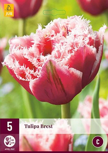 Tulp Brest 5 bollen