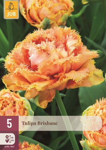 Tulp Brisbane 5 bollen - afbeelding 1