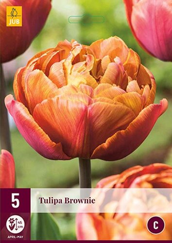 Tulp Brownie 5 bollen