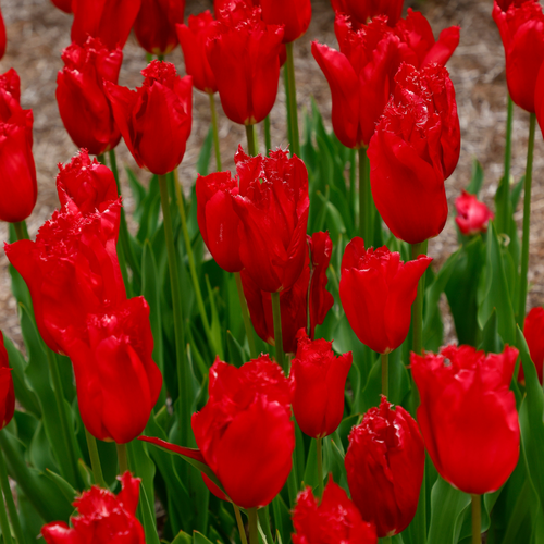 Tulp calibra 7 bollen - afbeelding 2