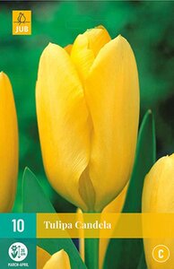 Tulp Candela 10 bollen