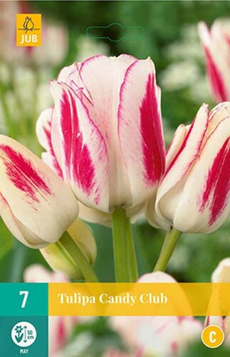 Tulp candy club 7 bollen - afbeelding 1