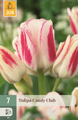 Tulp candy club 7 bollen - afbeelding 1