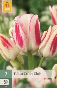 Tulp candy club 7 bollen - afbeelding 1