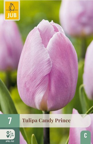Tulp candy prince 7 bollen - afbeelding 1