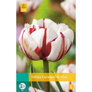 Tulp Carnaval de Nice 5 bollen