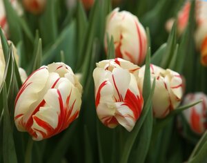 CARNAVAL DE RIO TULIPA