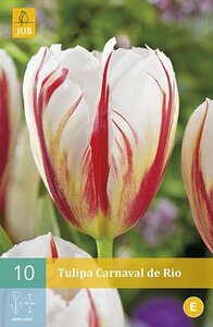 Tulp carnaval de rio 10 bollen