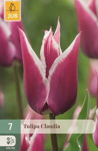 Tulp Claudia 7 bollen - afbeelding 1