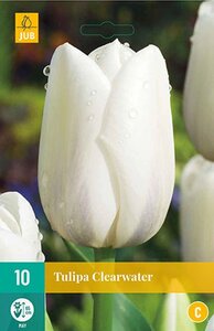 Tulp Clearwater 10 bollen