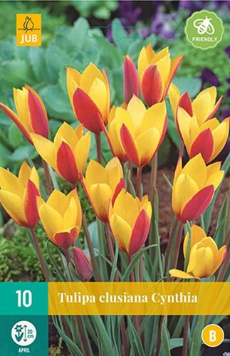 Tulp Clusiana Cynthia 10 bollen