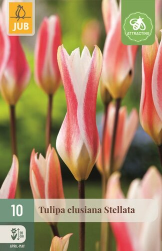 Tulp clusiana stellata 10 bollen - afbeelding 1