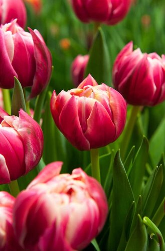 Tulp columbus 7 bollen - afbeelding 2