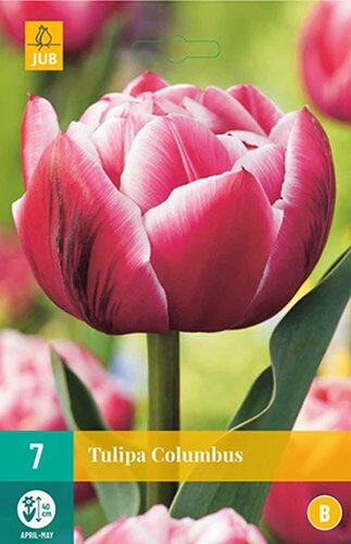 Tulp columbus 7 bollen - afbeelding 1