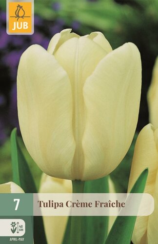 Tulp creme fraiche 7 bollen - afbeelding 1