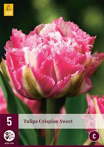 Tulp crispion sweet 5 bollen