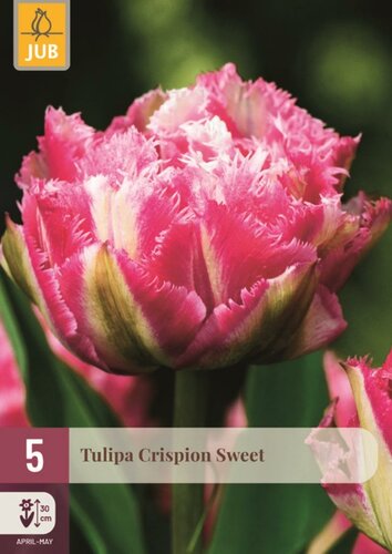 CRISPION SWEET TULIPA