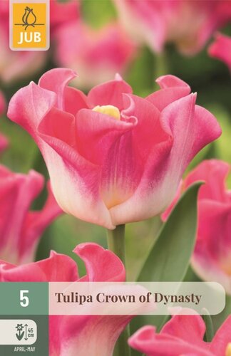 Tulp crown of dynasty 5 bollen - afbeelding 1