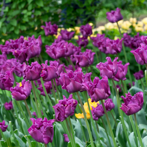 Tulp crown of negrita 5 bollen - afbeelding 2