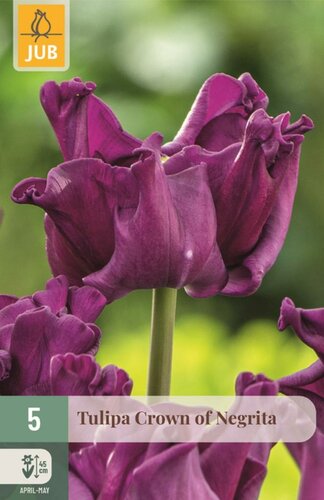 Tulp crown of negrita 5 bollen - afbeelding 1