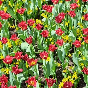 Tulp crown red dress 5 bollen - afbeelding 2