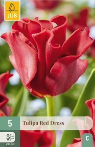Tulp crown red dress 5 bollen