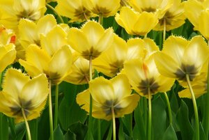 Tulp Crystal star 7 bollen - afbeelding 3