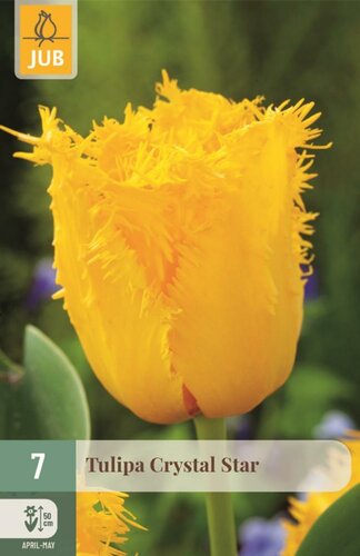 Tulp Crystal star 7 bollen - afbeelding 1