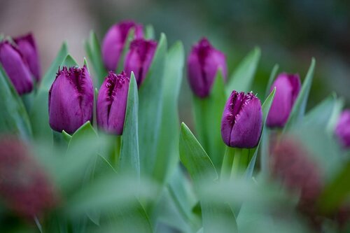 Tulp Curly sue 7 bollen - afbeelding 2