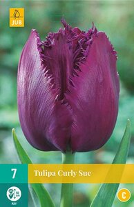 Tulp Curly sue 7 bollen - afbeelding 1