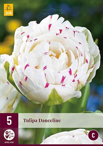 Tulp Danceline 5 bollen