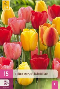 Tulp darwin hybrid mix 15 bollen - afbeelding 1