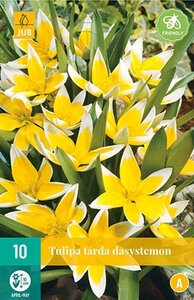 Tulp dasystemon tarda 10 bollen - afbeelding 2