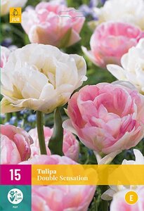 Tulp double Sensation 15 bollen