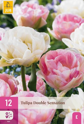 Tulp double Sensation 12 bollen
