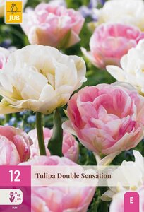 Tulp double Sensation 12 bollen