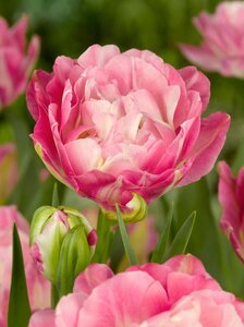 Tulp double sugar 5 bollen - afbeelding 2