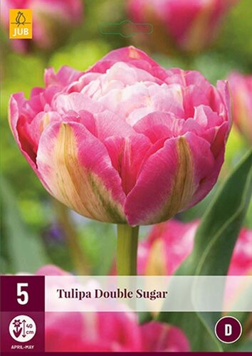 Tulp double sugar 5 bollen - afbeelding 1