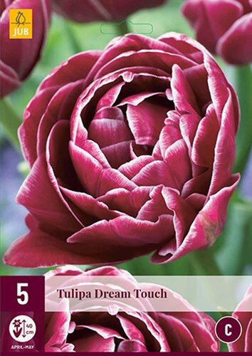 Tulp Dream Touch 5 bollen