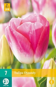 Tulp dynasty 7 bollen - afbeelding 2
